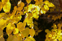 yellow leaves in fall 