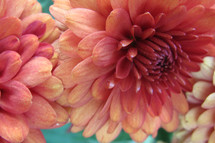 pink flowers closeup 