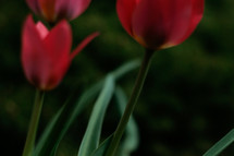 tulips in a garden 