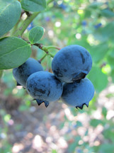 Blueberries growing on a blueberry bush.