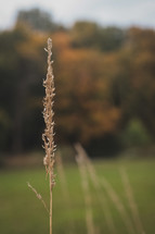 tall dry grass outdoors 