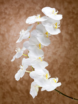 White orchid flowers on beige background