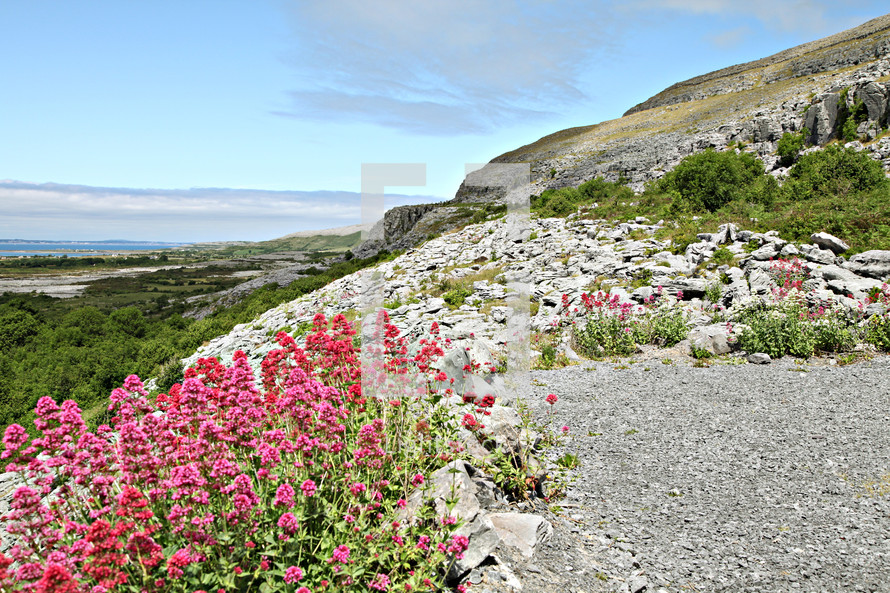 wildflowers growing on a hill and stone