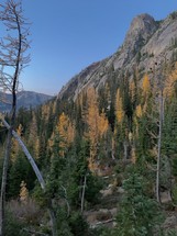 Fall mountain trees