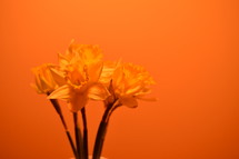 orange flowers against an orange background 