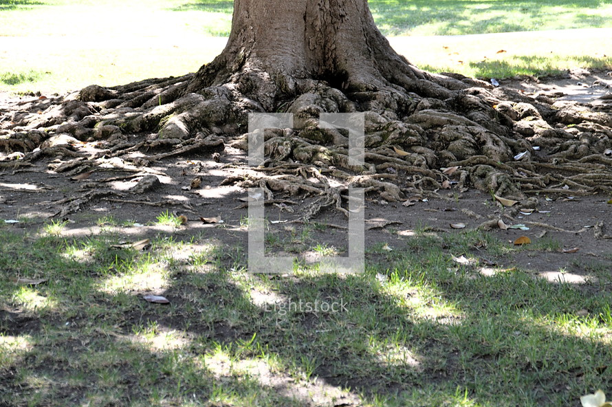tree trunk with roots
