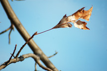 dead leaf on a branch