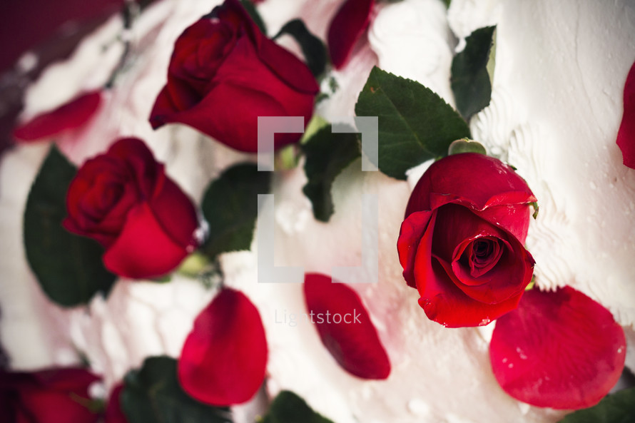 red roses in cake frosting 