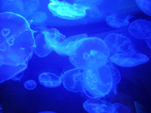 jellyfish against a blue background 