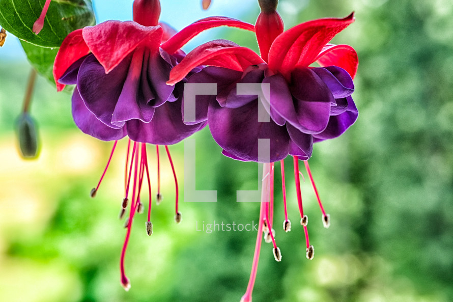 closeup purple and fuchsia flowers 