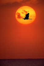 Heron flying in front of the sun at sunset 