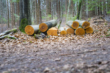 sawn wood in a forest 