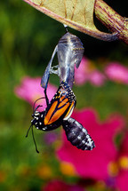Butterfly emerging from a chrysalis 