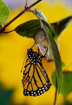  butterfly emerging from a chrysalis 