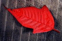 red leaf 