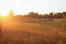 sheep grazing in a field at sunset 