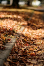 fall leaves along a curb 
