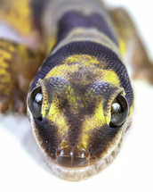 gecko closeup 