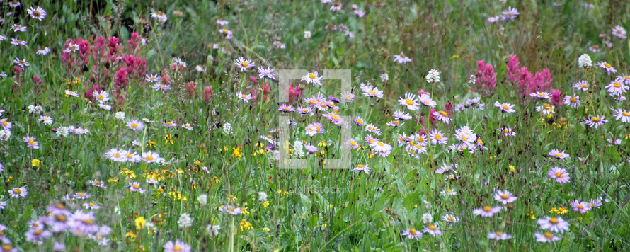 A field of wildflowers. 