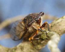 Cicada on a tree limb.