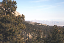 pine forest and mountain peaks 