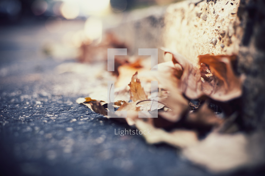brown fall leaves on asphalt 