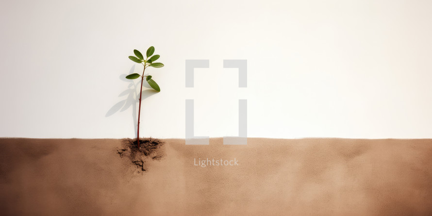 Green seedling with roots in soil. White background. Copy space