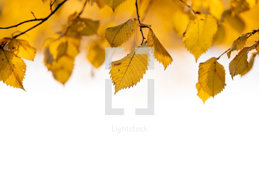 yellow leaves 