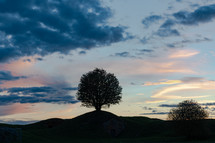 tree on a hill 