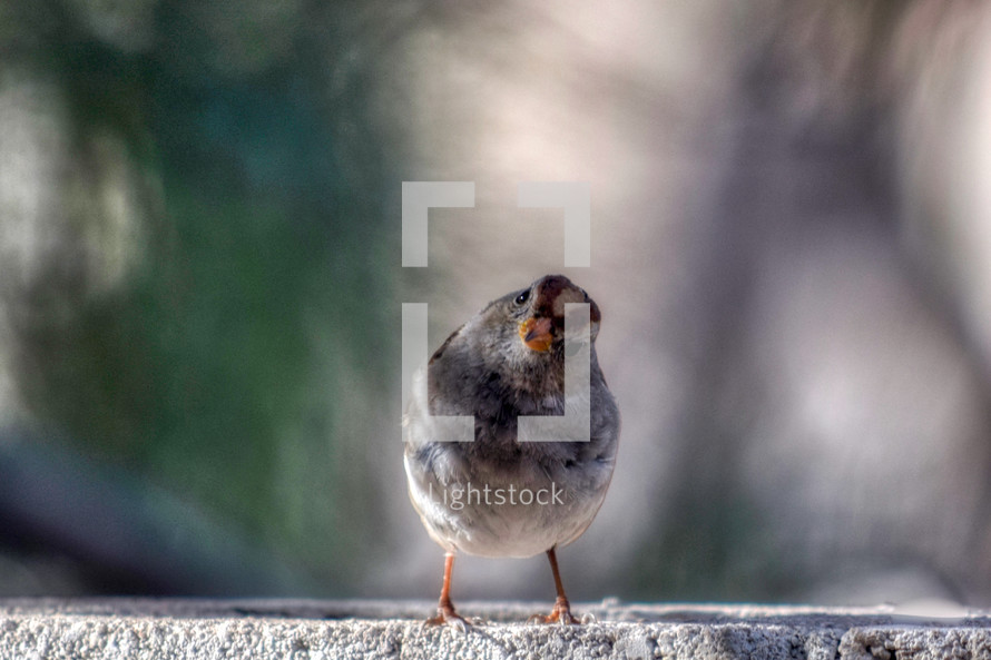 curious sparrow 