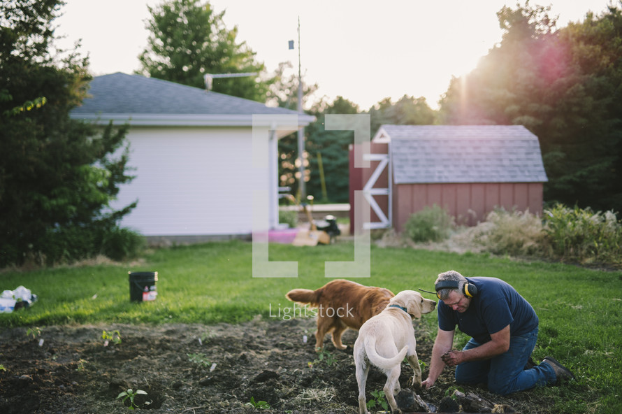 a man working in a backyard garden and his pet dogs 