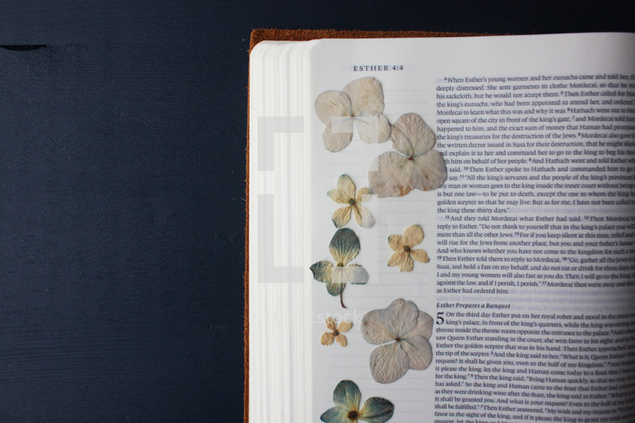 dried pressed flowers on the pages of a Bible 