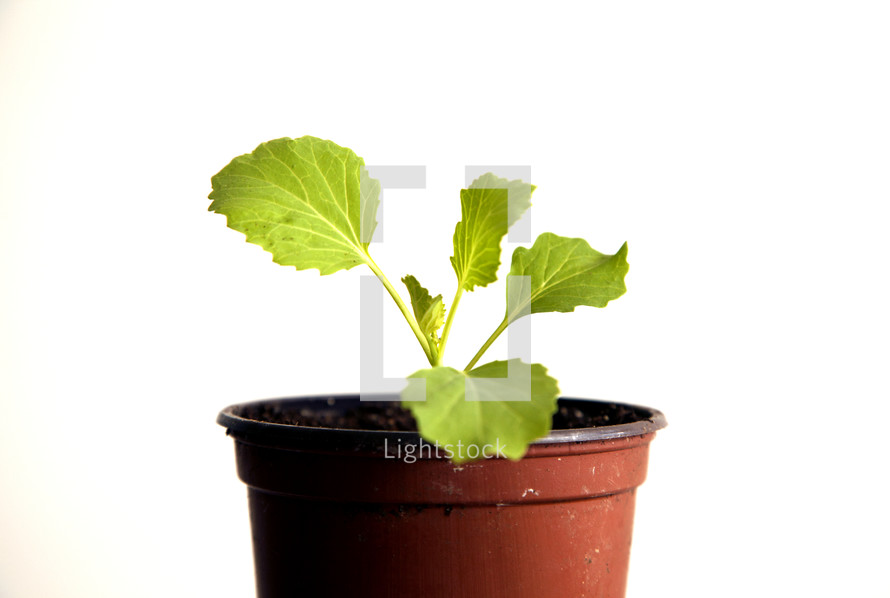 sprout in a pot 