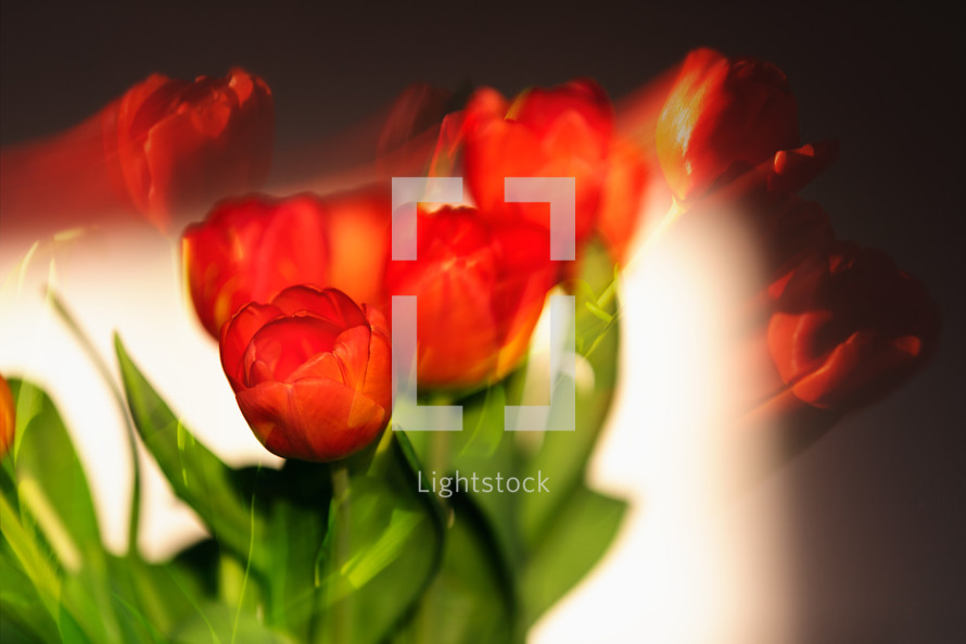 tulips with double exposure