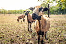 goats on a farm 