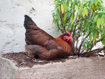 hen resting 