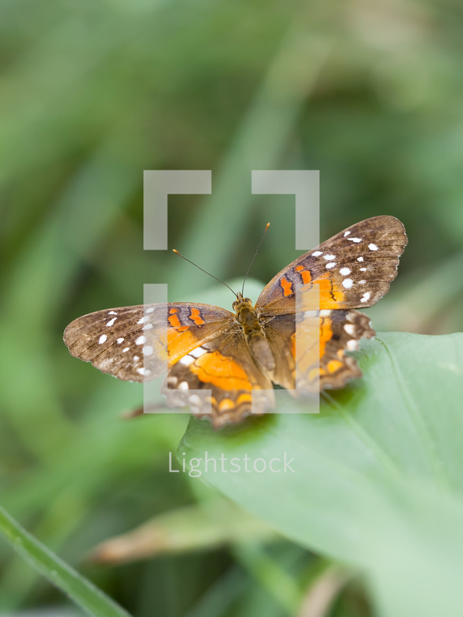 brown and orange butterfly 