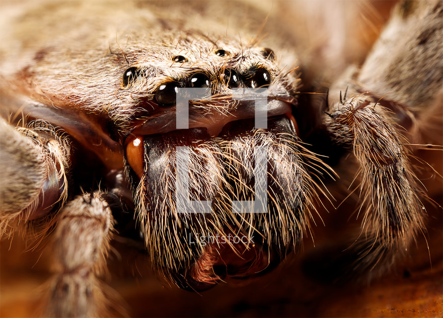 close-up of the eyes and fangs of a huntsman spider