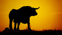 bull silhouette afterglow at sunset 