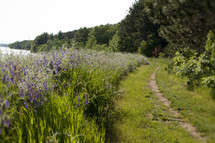 wildflowers lining a trail 