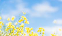 canola flowers against a blue sky