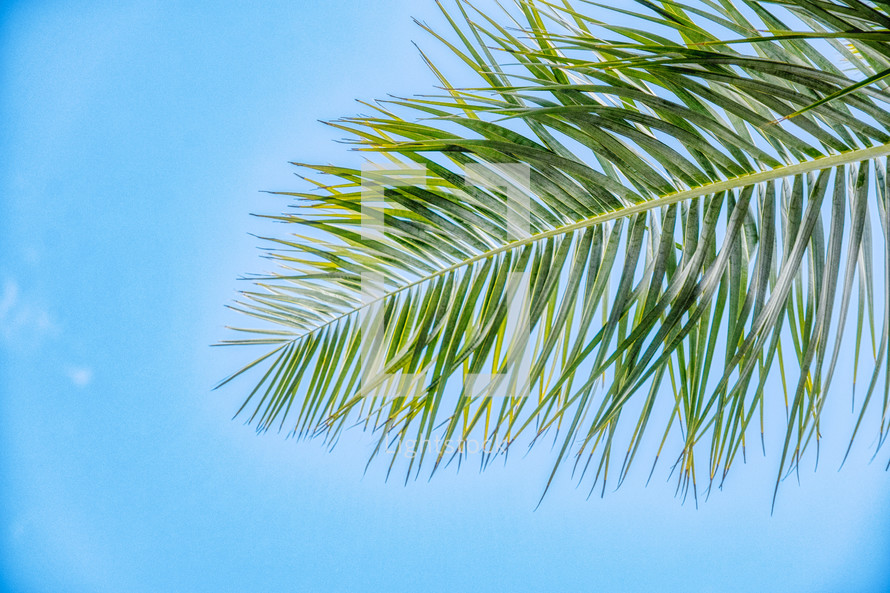 palm frond against a blue sky 