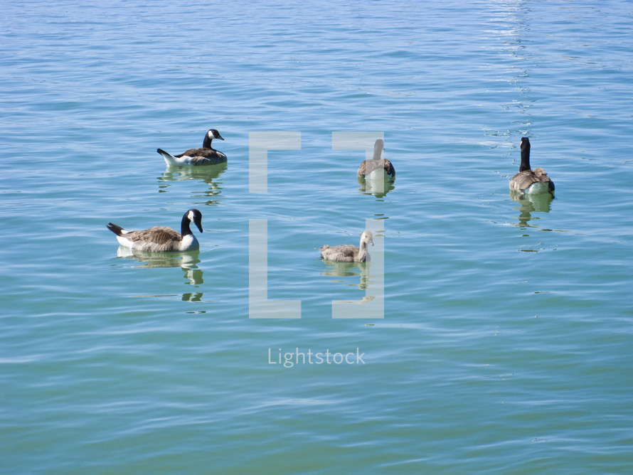 ducks on water 