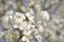 closeup of cherry blossoms