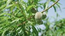 Slow motion of young almonds on a tree branch rocking in the wind.