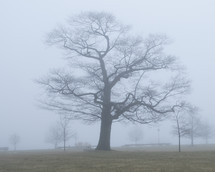 tree in fog 