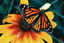 Monarch butterfly on a flower 