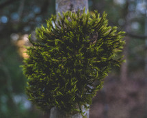 moss on a tree closeup 