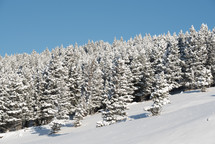 evergreen forest on a slope 