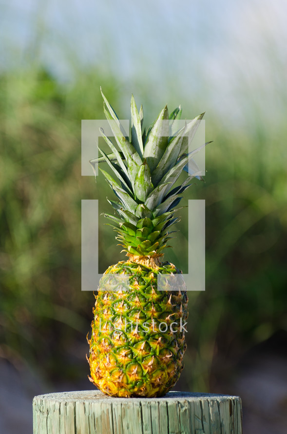 tropical pineapple 